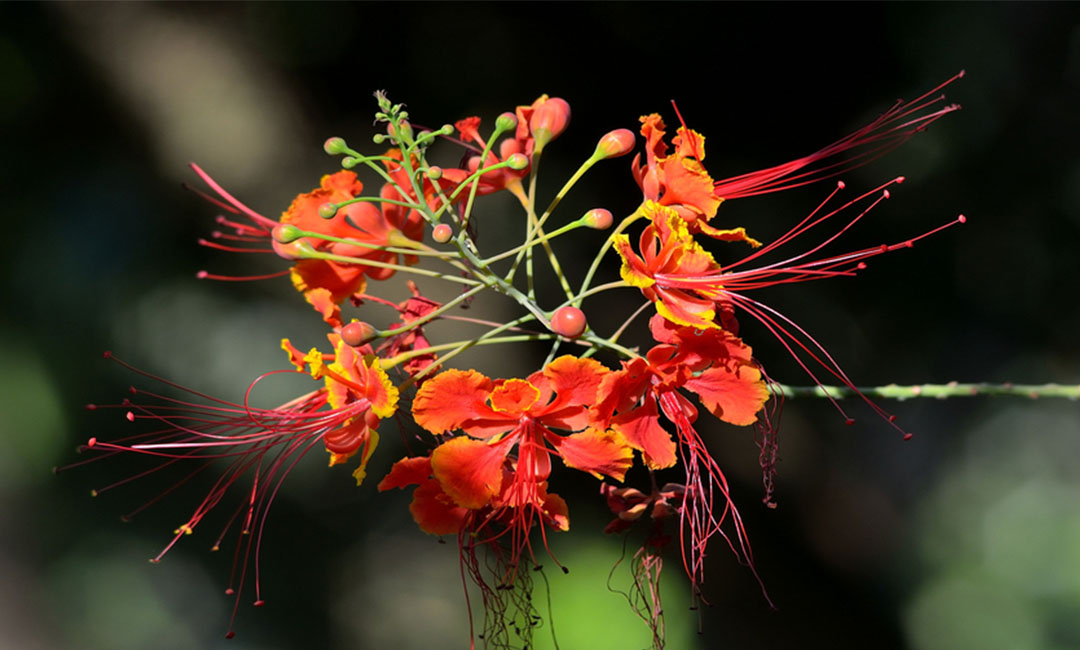 北海花帮主百科词条创建案例